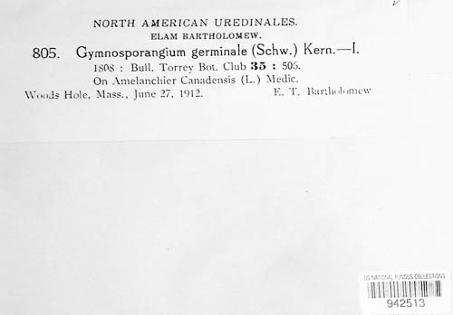 Gymnosporangium clavipes image